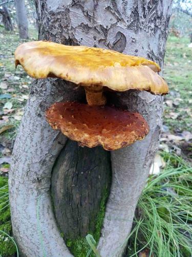 上海话齁丝什么意思「苹果树上长出的蘑菇」 餐饮美食