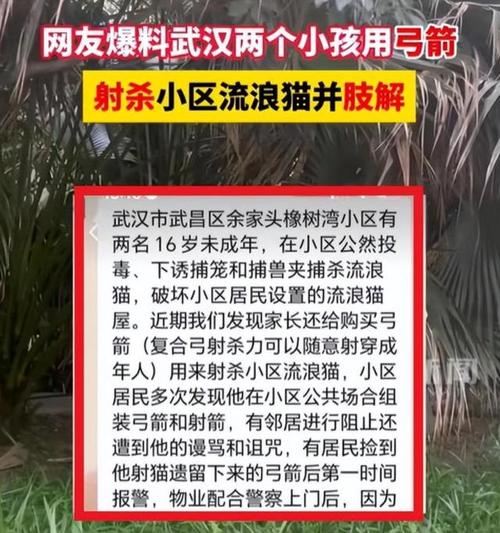 武汉大一新生杀猫被学校劝退，算小题大做吗「流浪猫身中10箭死亡视频」 餐饮美食